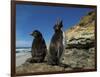 Falkland Islands. Rockhopper Penguin Calling-Ellen Anon-Framed Photographic Print