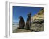 Falkland Islands. Rockhopper Penguin Calling-Ellen Anon-Framed Photographic Print