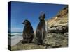 Falkland Islands. Rockhopper Penguin Calling-Ellen Anon-Stretched Canvas