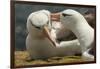 Falkland Islands, Saunders Island. Black-Browed Albatross Courtship-Cathy & Gordon Illg-Framed Premium Photographic Print