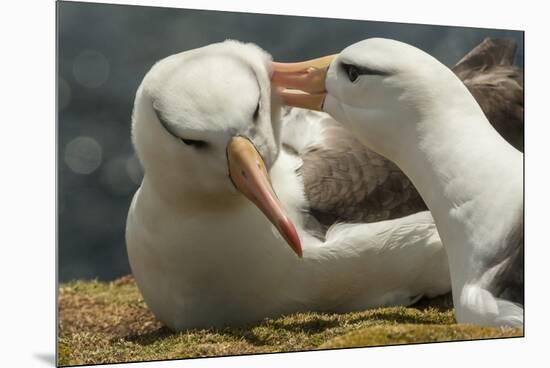 Falkland Islands, Saunders Island. Black-Browed Albatross Courtship-Cathy & Gordon Illg-Mounted Premium Photographic Print