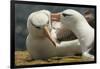 Falkland Islands, Saunders Island. Black-Browed Albatross Courtship-Cathy & Gordon Illg-Framed Premium Photographic Print