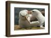 Falkland Islands, Saunders Island. Black-Browed Albatross Courtship-Cathy & Gordon Illg-Framed Photographic Print