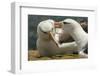 Falkland Islands, Saunders Island. Black-Browed Albatross Courtship-Cathy & Gordon Illg-Framed Photographic Print