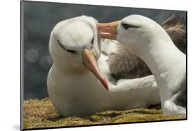 Falkland Islands, Saunders Island. Black-Browed Albatross Courtship-Cathy & Gordon Illg-Mounted Photographic Print