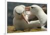 Falkland Islands, Saunders Island. Black-Browed Albatross Courtship-Cathy & Gordon Illg-Framed Photographic Print