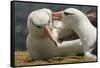 Falkland Islands, Saunders Island. Black-Browed Albatross Courtship-Cathy & Gordon Illg-Framed Stretched Canvas