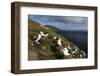 Falkland Islands, Saunders Island. Black-browed albatross nesting.-Yuri Choufour-Framed Photographic Print