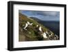 Falkland Islands, Saunders Island. Black-browed albatross nesting.-Yuri Choufour-Framed Photographic Print