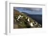 Falkland Islands, Saunders Island. Black-browed albatross nesting.-Yuri Choufour-Framed Photographic Print