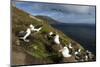 Falkland Islands, Saunders Island. Black-browed albatross nesting.-Yuri Choufour-Mounted Photographic Print