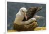 Falkland Islands, Saunders Island. Black-Browed Albatross on Nest-Cathy & Gordon Illg-Framed Photographic Print