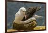 Falkland Islands, Saunders Island. Black-Browed Albatross on Nest-Cathy & Gordon Illg-Framed Photographic Print