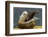 Falkland Islands, Saunders Island. Black-Browed Albatross on Nest-Cathy & Gordon Illg-Framed Photographic Print