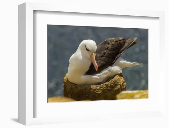 Falkland Islands, Saunders Island. Black-Browed Albatross on Nest-Cathy & Gordon Illg-Framed Photographic Print