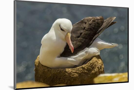 Falkland Islands, Saunders Island. Black-Browed Albatross on Nest-Cathy & Gordon Illg-Mounted Photographic Print