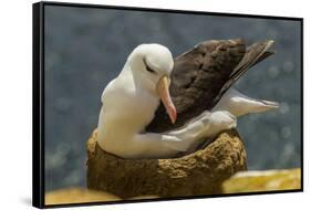 Falkland Islands, Saunders Island. Black-Browed Albatross on Nest-Cathy & Gordon Illg-Framed Stretched Canvas