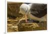 Falkland Islands, Saunders Island. Black-Browed Albatross with Chick-Cathy & Gordon Illg-Framed Photographic Print