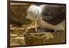 Falkland Islands, Saunders Island. Black-Browed Albatross with Chick-Cathy & Gordon Illg-Framed Photographic Print