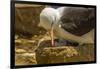 Falkland Islands, Saunders Island. Black-Browed Albatross with Chick-Cathy & Gordon Illg-Framed Photographic Print