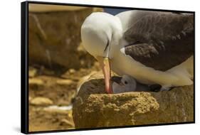 Falkland Islands, Saunders Island. Black-Browed Albatross with Chick-Cathy & Gordon Illg-Framed Stretched Canvas