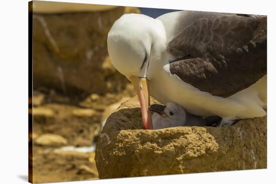 Falkland Islands, Saunders Island. Black-Browed Albatross with Chick-Cathy & Gordon Illg-Stretched Canvas