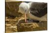 Falkland Islands, Saunders Island. Black-Browed Albatross with Chick-Cathy & Gordon Illg-Stretched Canvas