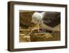 Falkland Islands, Saunders Island. Black-Browed Albatross with Chick-Cathy & Gordon Illg-Framed Photographic Print