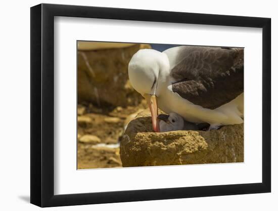 Falkland Islands, Saunders Island. Black-Browed Albatross with Chick-Cathy & Gordon Illg-Framed Photographic Print