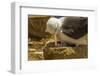 Falkland Islands, Saunders Island. Black-Browed Albatross with Chick-Cathy & Gordon Illg-Framed Photographic Print