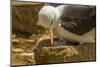 Falkland Islands, Saunders Island. Black-Browed Albatross with Chick-Cathy & Gordon Illg-Mounted Photographic Print