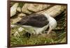 Falkland Islands, Saunders Island. Black-Browed Albatross with Chick-Cathy & Gordon Illg-Framed Premium Photographic Print