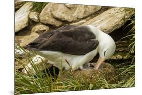 Falkland Islands, Saunders Island. Black-Browed Albatross with Chick-Cathy & Gordon Illg-Mounted Premium Photographic Print