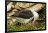 Falkland Islands, Saunders Island. Black-Browed Albatross with Chick-Cathy & Gordon Illg-Framed Premium Photographic Print