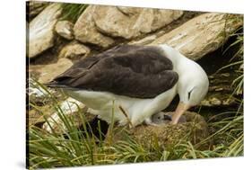 Falkland Islands, Saunders Island. Black-Browed Albatross with Chick-Cathy & Gordon Illg-Stretched Canvas