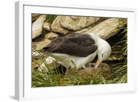 Falkland Islands, Saunders Island. Black-Browed Albatross with Chick-Cathy & Gordon Illg-Framed Photographic Print