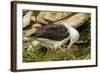 Falkland Islands, Saunders Island. Black-Browed Albatross with Chick-Cathy & Gordon Illg-Framed Photographic Print