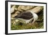 Falkland Islands, Saunders Island. Black-Browed Albatross with Chick-Cathy & Gordon Illg-Framed Photographic Print