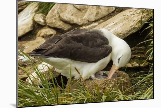 Falkland Islands, Saunders Island. Black-Browed Albatross with Chick-Cathy & Gordon Illg-Mounted Photographic Print