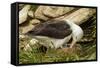Falkland Islands, Saunders Island. Black-Browed Albatross with Chick-Cathy & Gordon Illg-Framed Stretched Canvas