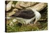 Falkland Islands, Saunders Island. Black-Browed Albatross with Chick-Cathy & Gordon Illg-Stretched Canvas