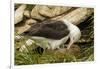 Falkland Islands, Saunders Island. Black-Browed Albatross with Chick-Cathy & Gordon Illg-Framed Photographic Print