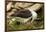 Falkland Islands, Saunders Island. Black-Browed Albatross with Chick-Cathy & Gordon Illg-Framed Photographic Print