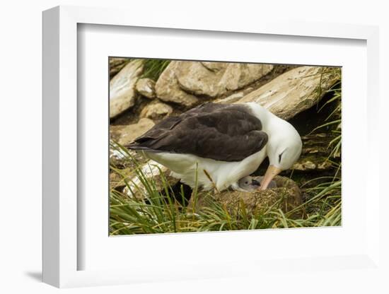 Falkland Islands, Saunders Island. Black-Browed Albatross with Chick-Cathy & Gordon Illg-Framed Photographic Print