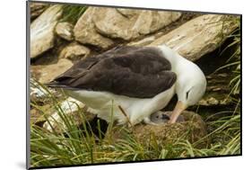 Falkland Islands, Saunders Island. Black-Browed Albatross with Chick-Cathy & Gordon Illg-Mounted Photographic Print