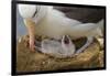 Falkland Islands, Saunders Island. Black-Browed Albatross with Chick-Cathy & Gordon Illg-Framed Photographic Print