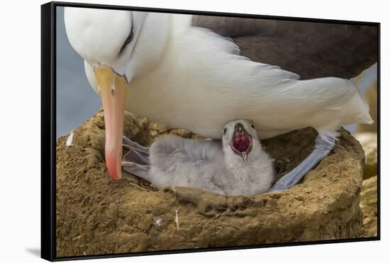 Falkland Islands, Saunders Island. Black-Browed Albatross with Chick-Cathy & Gordon Illg-Framed Stretched Canvas