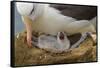 Falkland Islands, Saunders Island. Black-Browed Albatross with Chick-Cathy & Gordon Illg-Framed Stretched Canvas