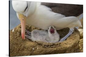 Falkland Islands, Saunders Island. Black-Browed Albatross with Chick-Cathy & Gordon Illg-Stretched Canvas