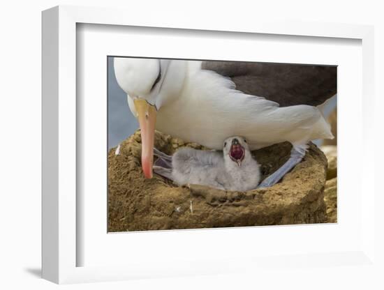 Falkland Islands, Saunders Island. Black-Browed Albatross with Chick-Cathy & Gordon Illg-Framed Photographic Print